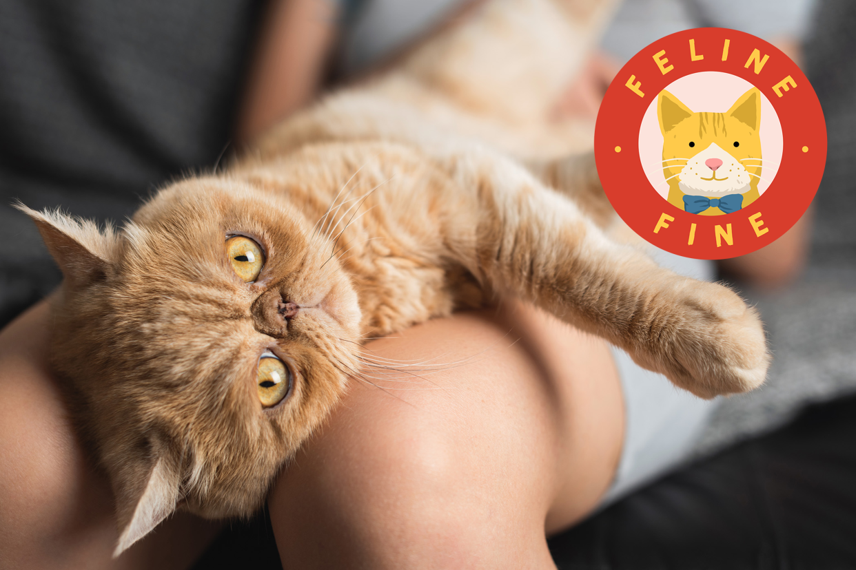 cat with pneumonia lying on owner's lap