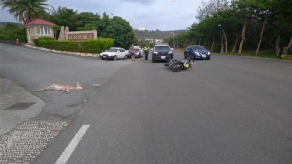 小鹿亂撞！墾丁頻釀車禍　墾管處：傷者可獲理賠　地方鄉代盼加設圍籬！