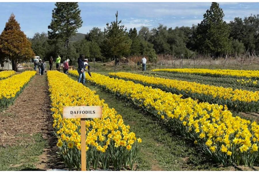 Hermosos campos de flores de Julian ya florecieron y están listos para tu visita