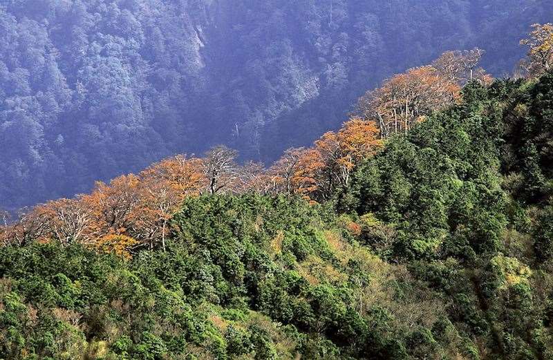 台灣山毛櫸（圖片來源：太平山國家森林遊樂區）