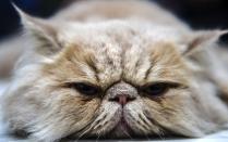 Health fears grow over fashionable 'grumpy' flat-faced cats