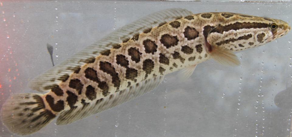 Northern snakeheads were first detected in Gwinnett County in 2019.