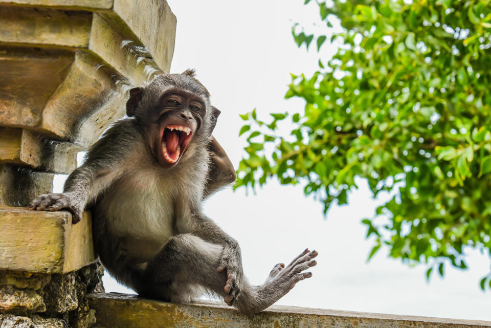 &ldquo;Macaque Striking a Pose&rdquo; features a macaque at Uluwatu Temple in Bali. (Photo: Luis Marta Cancan/Comedy Wildlife Photo Awards 2020)