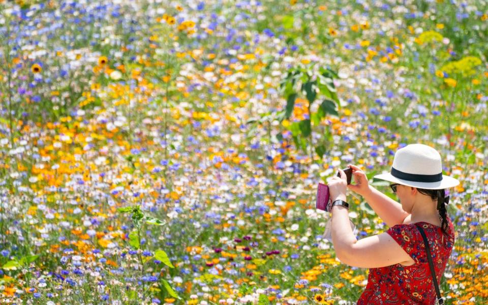 A woman enjoys the SuperBloom wild flower garden at the Tower of London in bright sunshine - Dominic Lipinski/PA