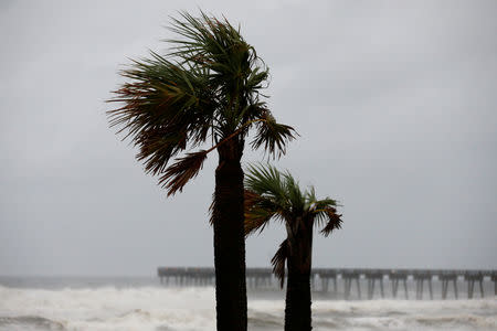 Las palmeras se ven mientras el huracán Michael se acerca a la playa de Panama City, Florida, EEUU, 10 de octubre de 2018. REUTERS/Jonathan Bachman - RC1199F9D500