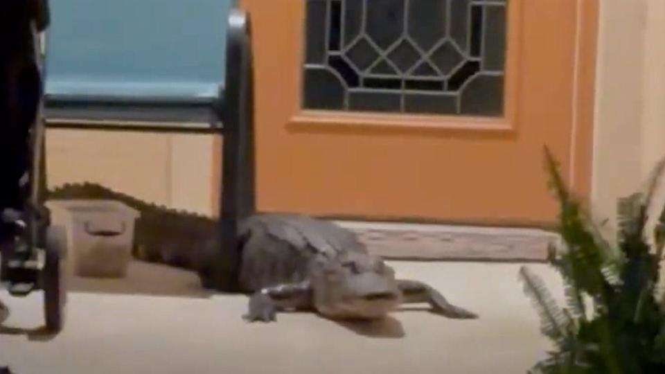 An alligator pays a call to a Fort Myers home Thursday, April 18, 2024.