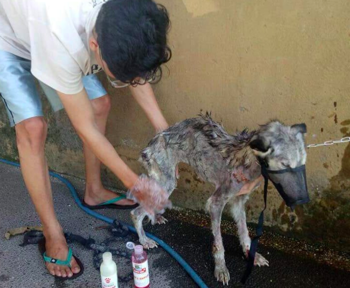 Rico took care of the dog, bathing him and taking him for regular vet check-ups. Source: Rico Soegiarto