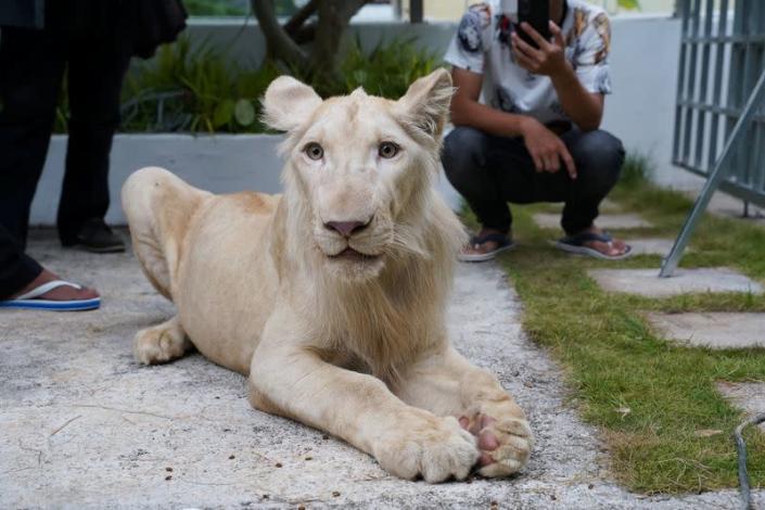 Confiscated pet lion reunited with owner in Cambodia
