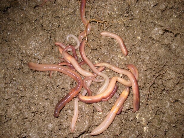 Earthworms of British Columiba