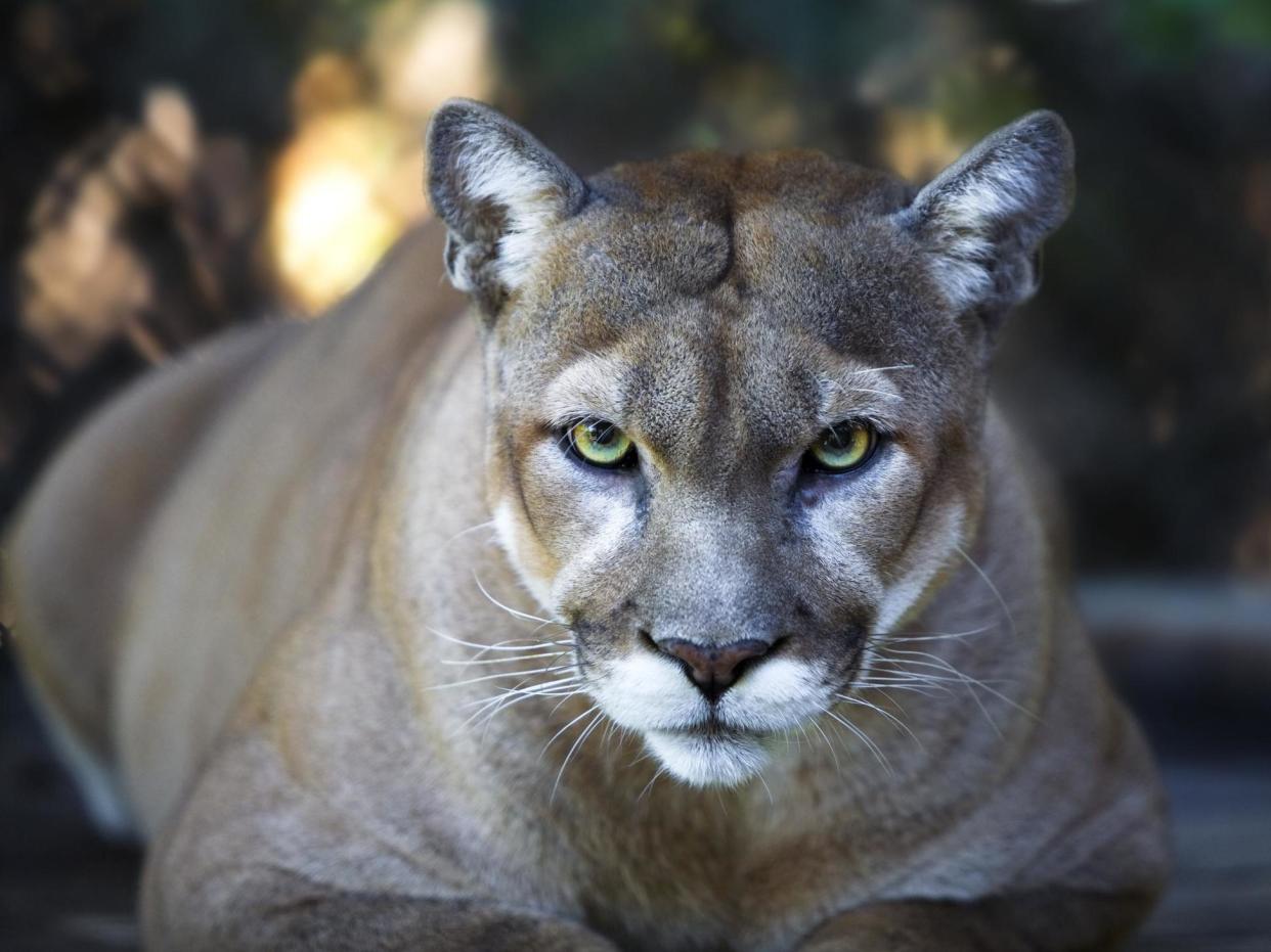 Stock photo of a Florida panther: Getty Images