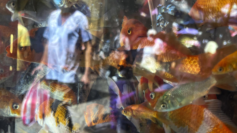 Shoppers are reflected in an aquarium with fish for sale in a commercial district of Manila, Philippines, in this Thursday, June 16, 2022 iPhone photo. "I have used the phone to shoot breaking news so I can email them straight to the desk to be used as early photos for a story. I won't replace it for professional work, but I'm confident that if something pops up in front of me, I can dig out the phone in my pocket and shoot pictures with good enough quality" wrote Favila. (AP Photo/Aaron Favila)