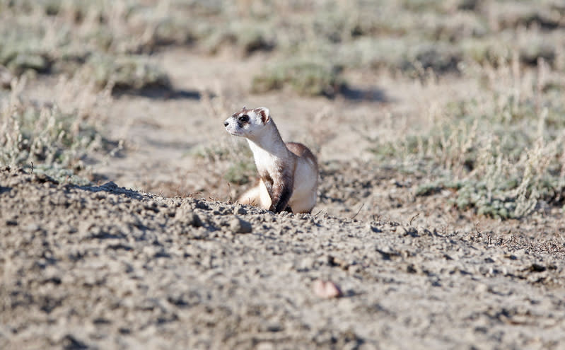 Black-footed ferret, Grasslands National Park, Saskatchewan