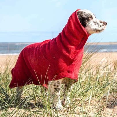 This dog coat that dries your wet pooch at the same time