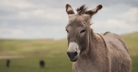 Closeup of a donkey, showing its face and upper body. It stands in a green field with overcast sky behind it.