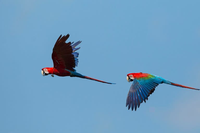 Fueron liberados cinco guacamayos rojos en la zona de los Esteros del Iberá