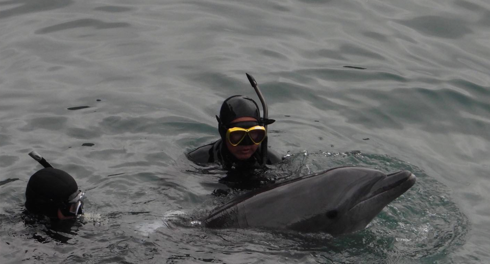 Divers wade towards a wild dolphin which will be sold to a marine park to perform for tourists. Source: Dolphin Project