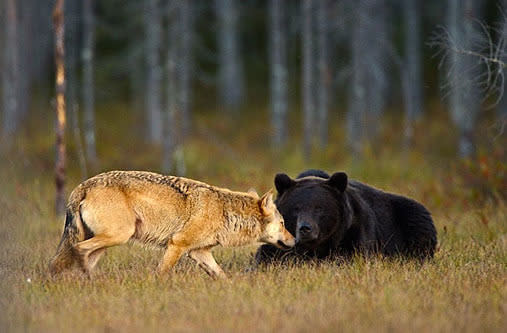 Grey wolf and brown bear snuggle up