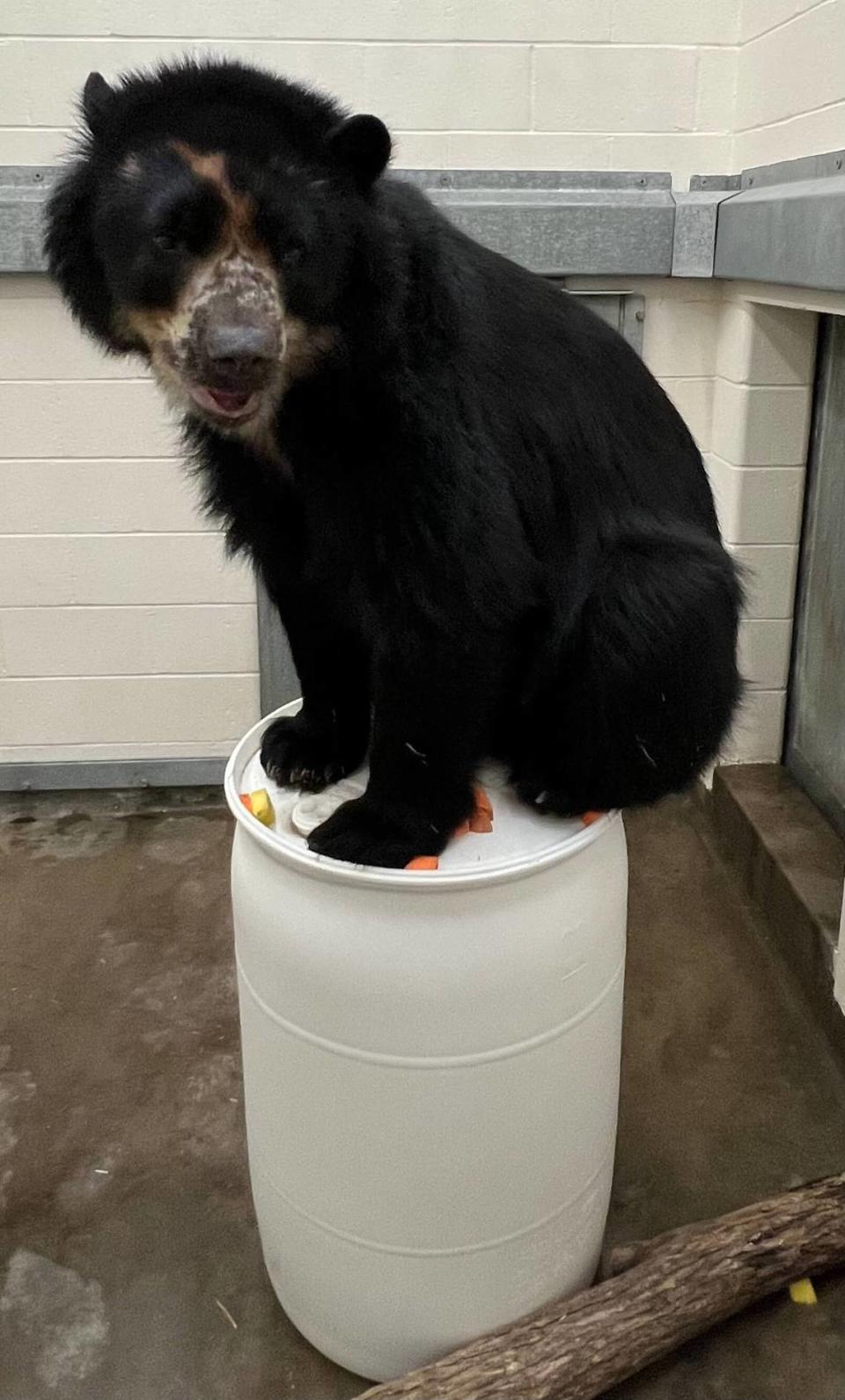 Andean bear Ben has been at the Saint Louis Zoo for about a year and a half.