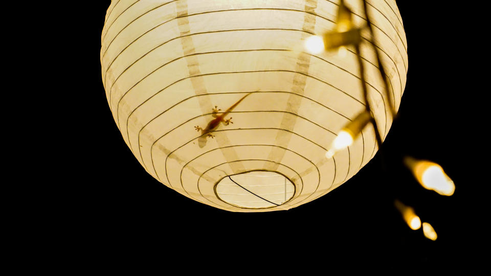 A small lizard, gecko silhouette standing still inside of a lantern with yellow light. (Photo: Getty)