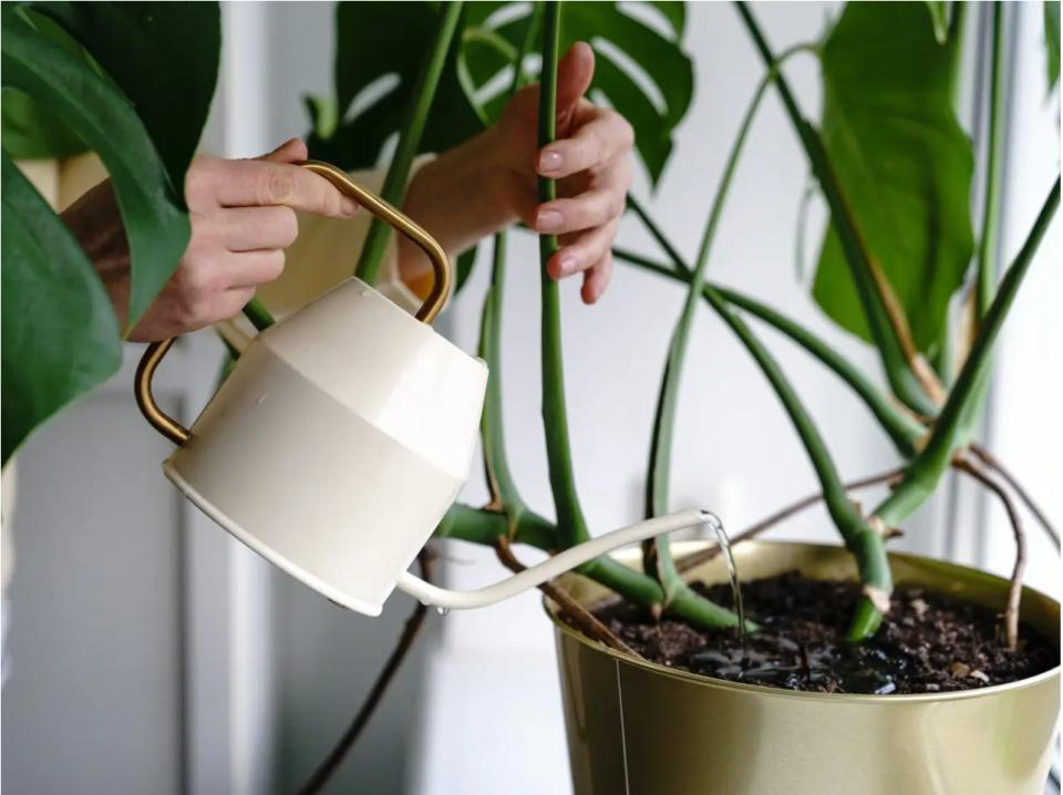 Monstera-Pflanzen gedeihen in großer Luftfeuchtigkeit und gut bewässertem Boden. - Copyright: Dima Berlin/Getty Images