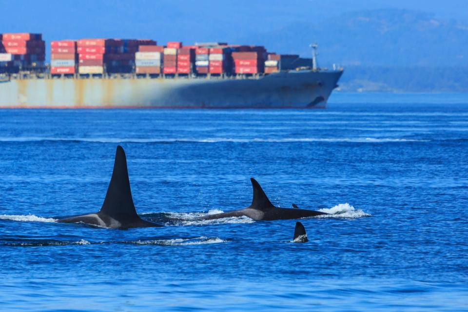 Ein Tempolimit für Containerschiffe soll die bedrohten Südlichen Schwertwale vor den Häfen von Seattle und Vancouver schützen. - Copyright: Getty Images