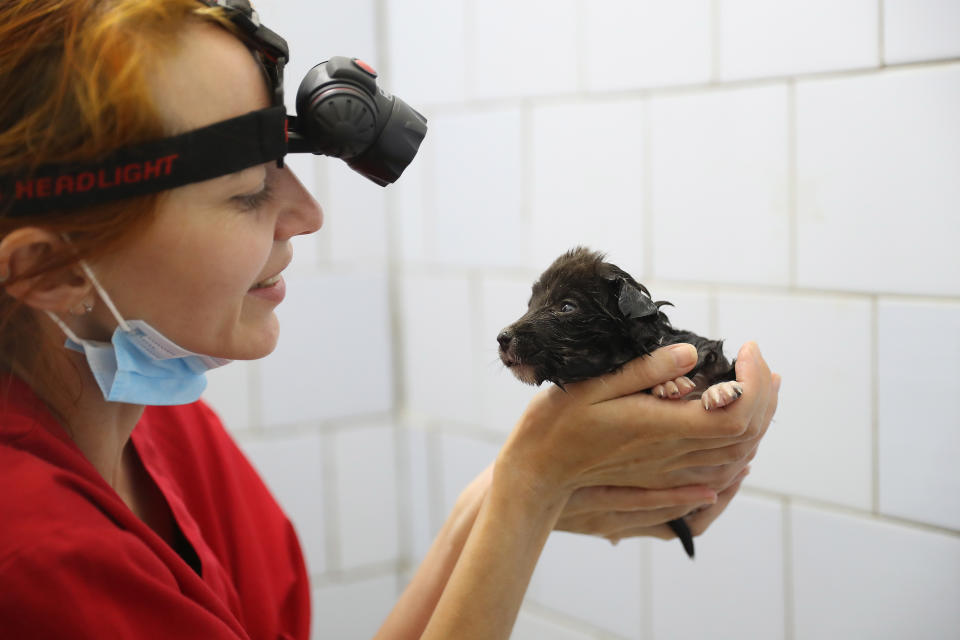 Anna Sovtus, a Ukrainian veterinarian working with The Dogs of Chernobyl initiative, tends to a stray puppy she had just washed in the bathroom sink at a makeshift veterinary clinic inside the Chernobyl exclusion zone. (Photo: Sean Gallup via Getty Images)