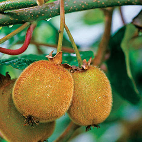 Kiwi for fruit plates and salads