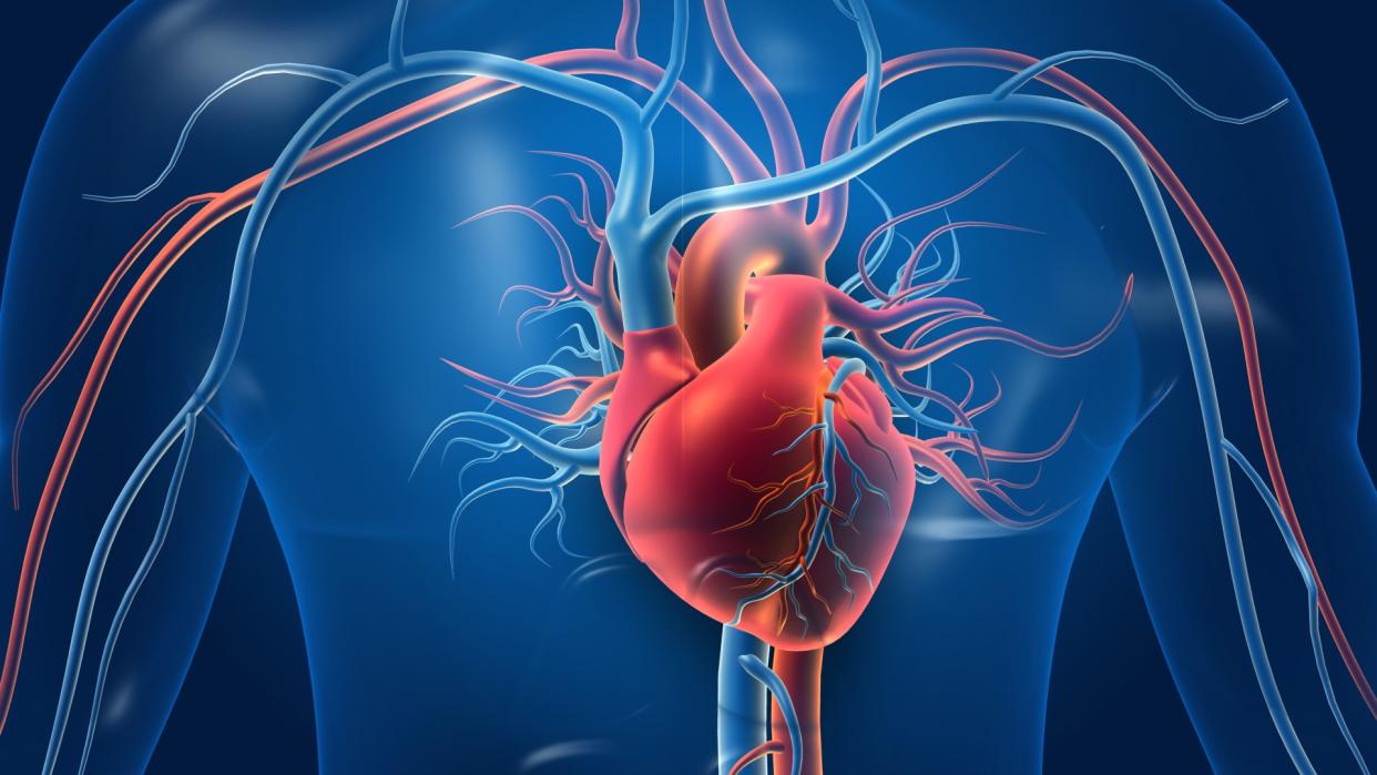  3D illustration of a human heart inside a chest. 