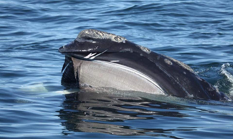 North Atlantic right whales are difficult to spot in the water. Massachusetts has seasonal management areas where vessels must slow down when whales are present. A new alert method is allowing authorities to send automated texts directly to vessels going too fast.