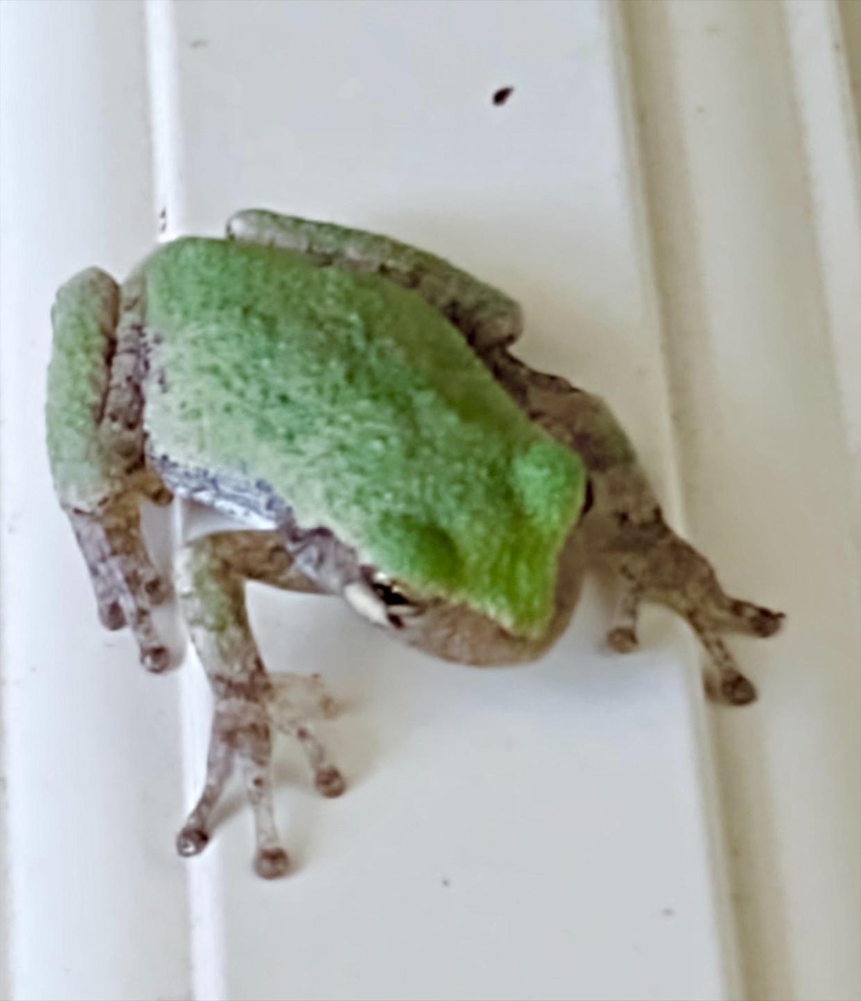 A gray tree frog uses its suction-cup toes to cling to the side of a house.