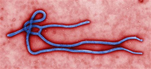 伊波拉病毒。（圖／翻攝自維基百科）