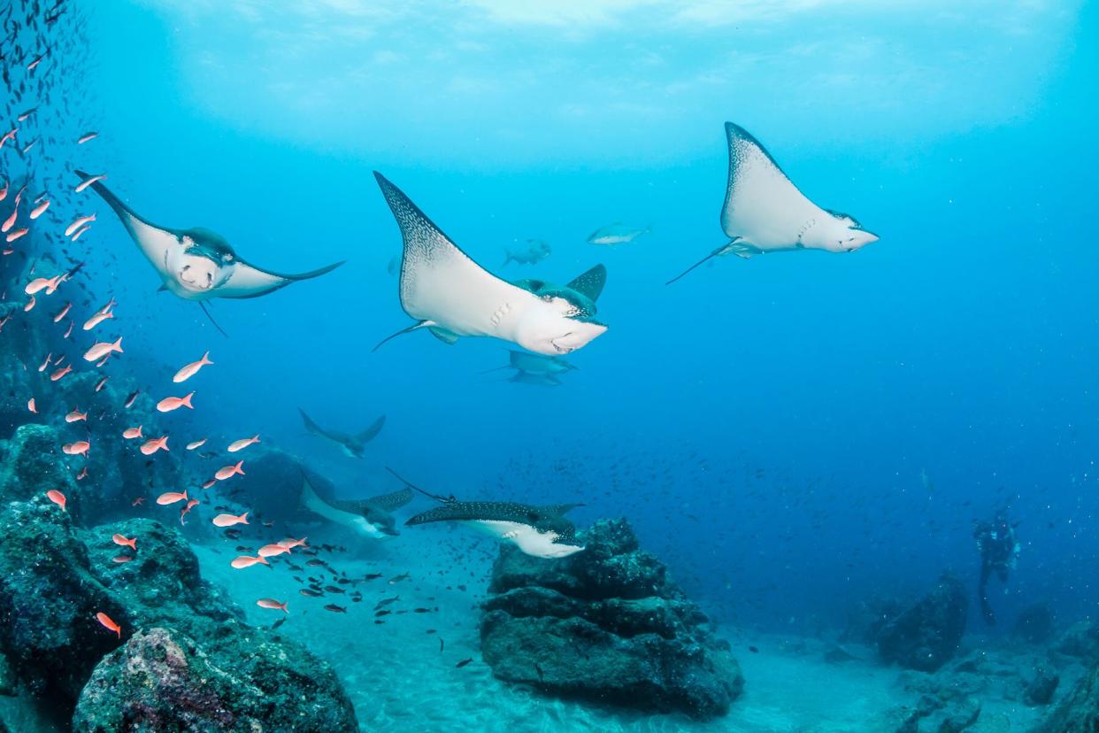 School of eagle rays numbering about 20 swimming along the edge of the reef at Wolf Island.