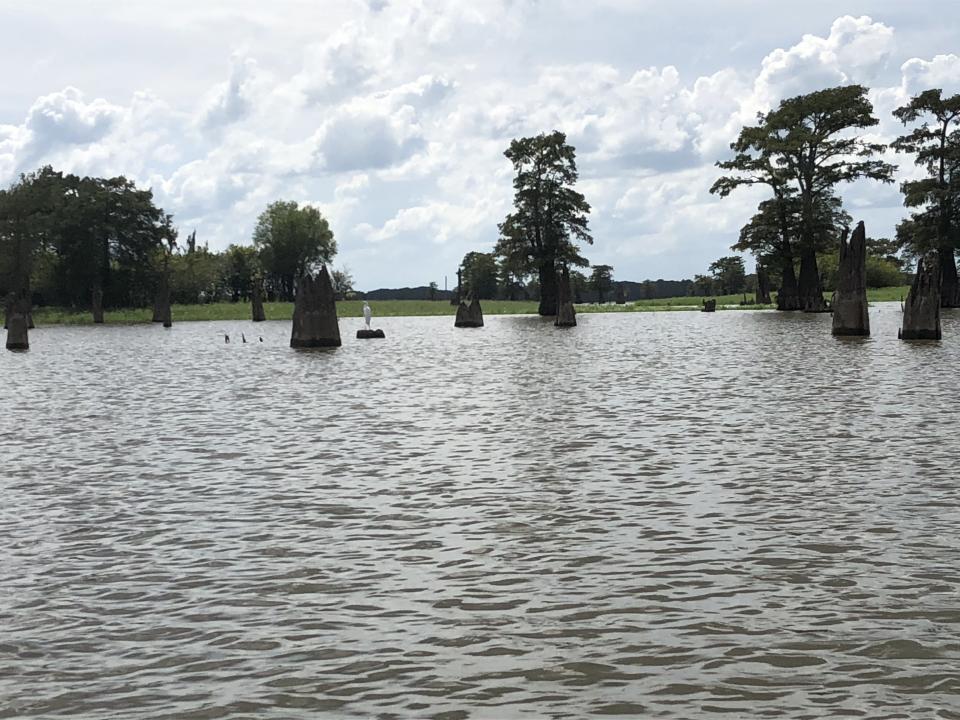 The Atchafalaya Basin is the largest wetland in the United States. (Photo: David Lohr/HuffPost)