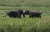 FILE - In this June 7, 2017, file photo, two wild elephants, part of a herd that arrived at a wetland near the Thakurkuchi railway station engage in a tussle on the outskirts of Gauhati, Assam, India. Development that’s led to loss of habitat, climate change, overfishing, pollution and invasive species is causing a biodiversity crisis, scientists say in a new United Nations science report released Monday, May 6, 2019. (AP Photo/ Anupam Nath, File)