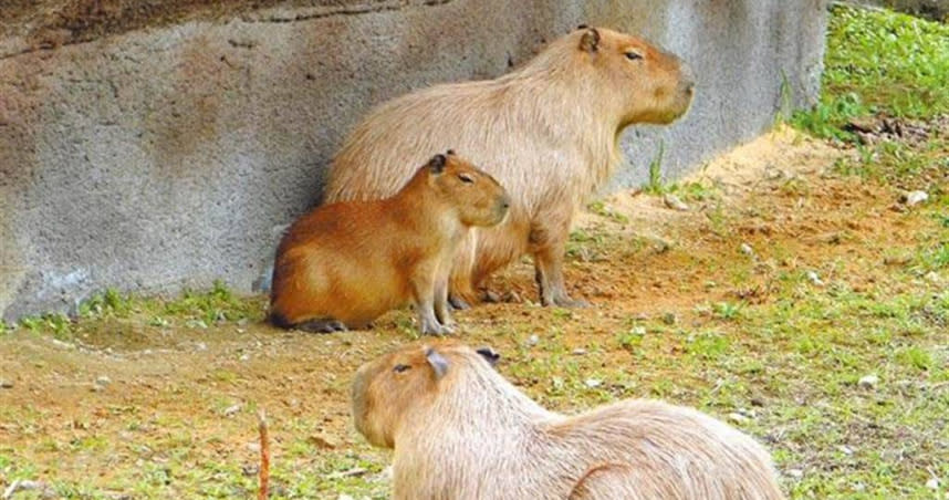 台北市立動物園7日發生「水豚開溜」事件，園方立馬證實，當天下午園區換土作業時門戶大開，水豚媽媽「妹妹」帶著另一隻小水豚游到對岸，想開溜。（台北市立動物園提供／游念育台北傳真）