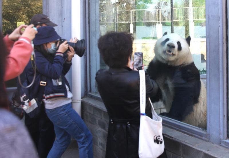受疫情影響的北京動物園，在封園59天之後，於週一（3/23）重新開放民眾入園。（東方IC）