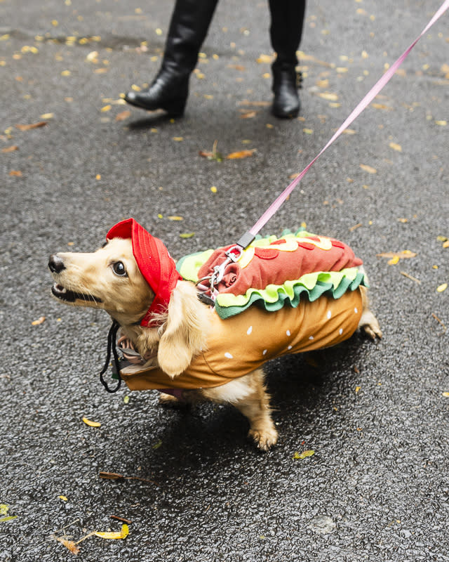 21 Funniest Dog Costumes Ever – InspireMore