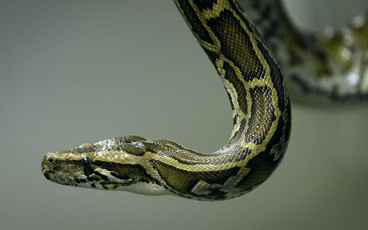 A Burmese python similar to the one on the loose in Cambridge - Getty Images