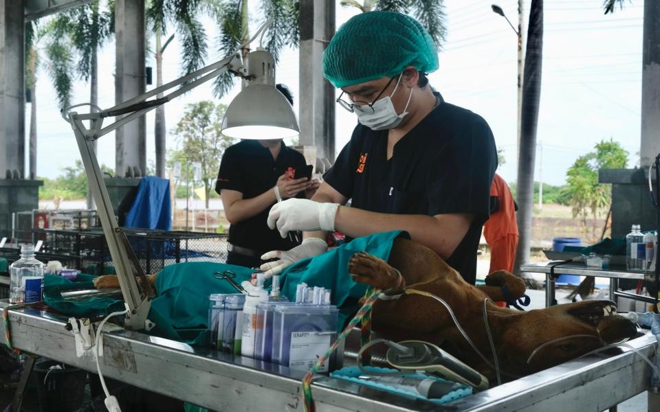 Vets employed by Soi Dogs vaccinate and sterilise stray dogs at a mobile clinic in Thawi Watthana, on the outskirts of Bangkok