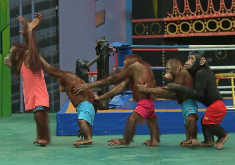 Orangutans perform during a show at Safari World, a large zoo on the outskirts of Bangkok