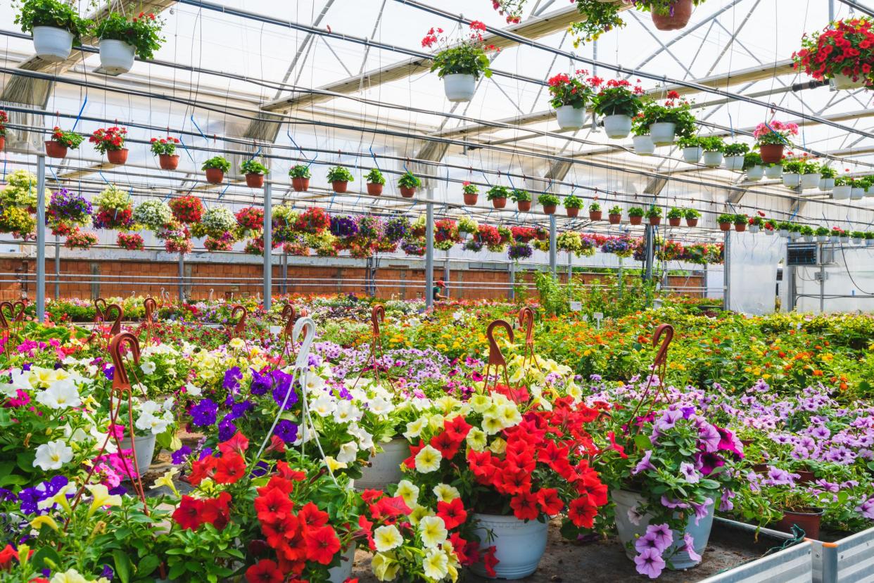 Flower garden interior full of plants. Plants growing in modern greenhouse.