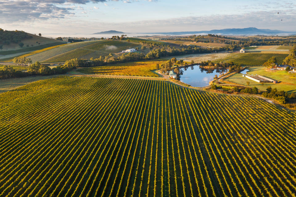 Aerial view of a vast vineyard landscape with rows of grapevines, a pond, and distant rolling hills under a partly cloudy sky