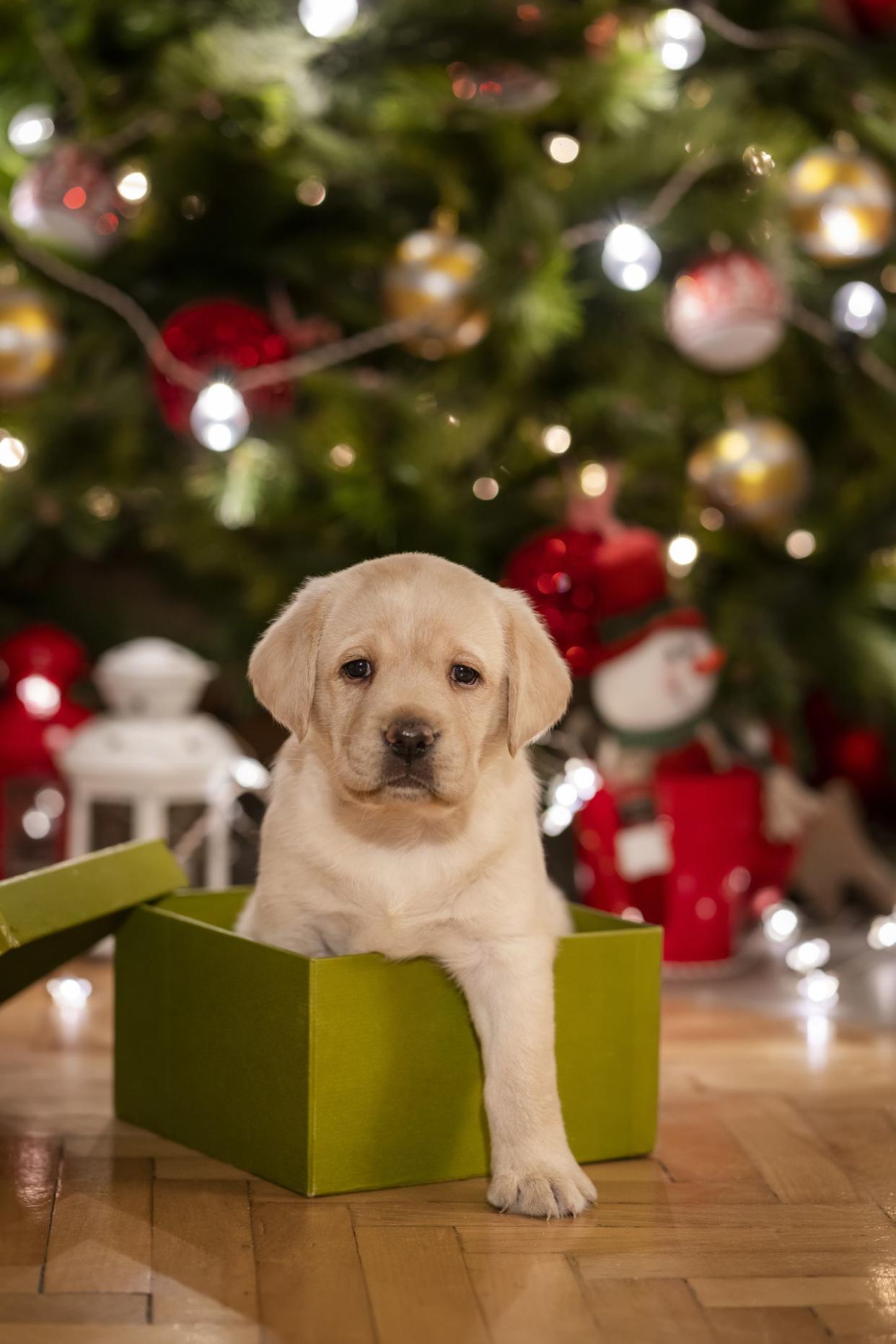 Cute Labrador puppy