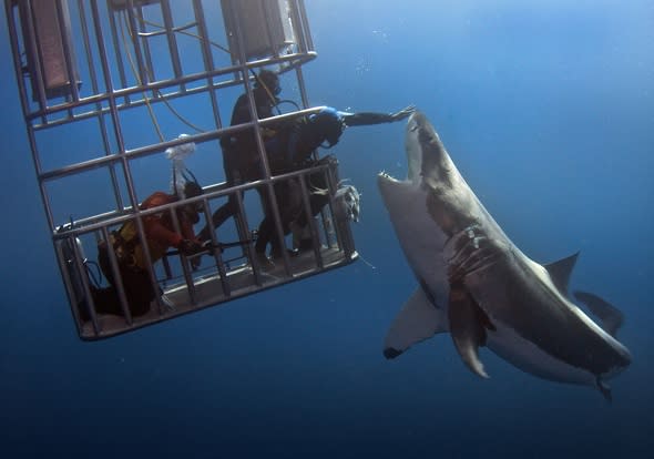 Giant 21ft great white shark named Deep Blue spotted off coast of