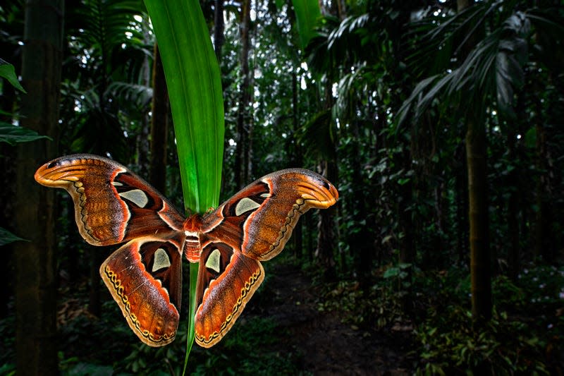 An Atlas moth in Sirsi, India.