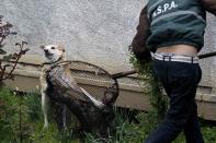 A stray dog tries to escape from a dog catcher on a street in Bucharest April 3, 2014. Some 60,000 strays roam Bucharest. Last year, a four-year-old boy died after he was mauled by a stray beside a Bucharest park. Street protests demanded something be done about the dogs. The authorities began enforcing the euthanasia rules, which enable city halls to put down dogs caught in public spaces if they are not adopted within two weeks. Picture taken April 3, 2014. REUTERS/Bogdan Cristel (ROMANIA - Tags: ANIMALS SOCIETY)