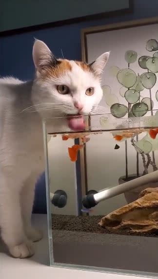 貓咪魚缸喝水畫面相當可愛。（圖／翻攝自微博）