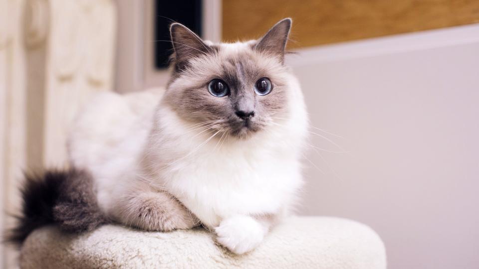 Ragdoll cat