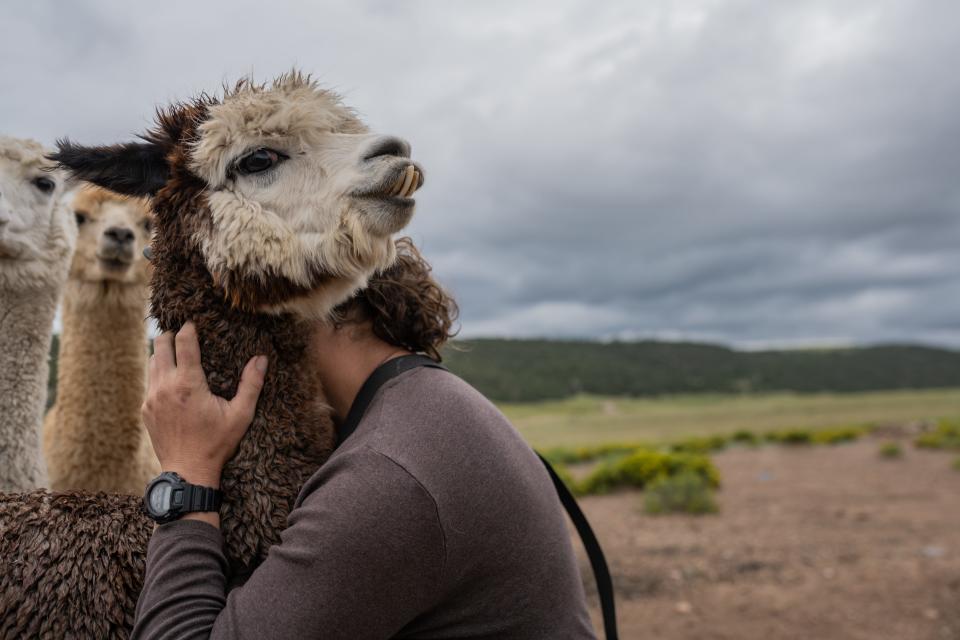 J Stanley hugs an alpaca.