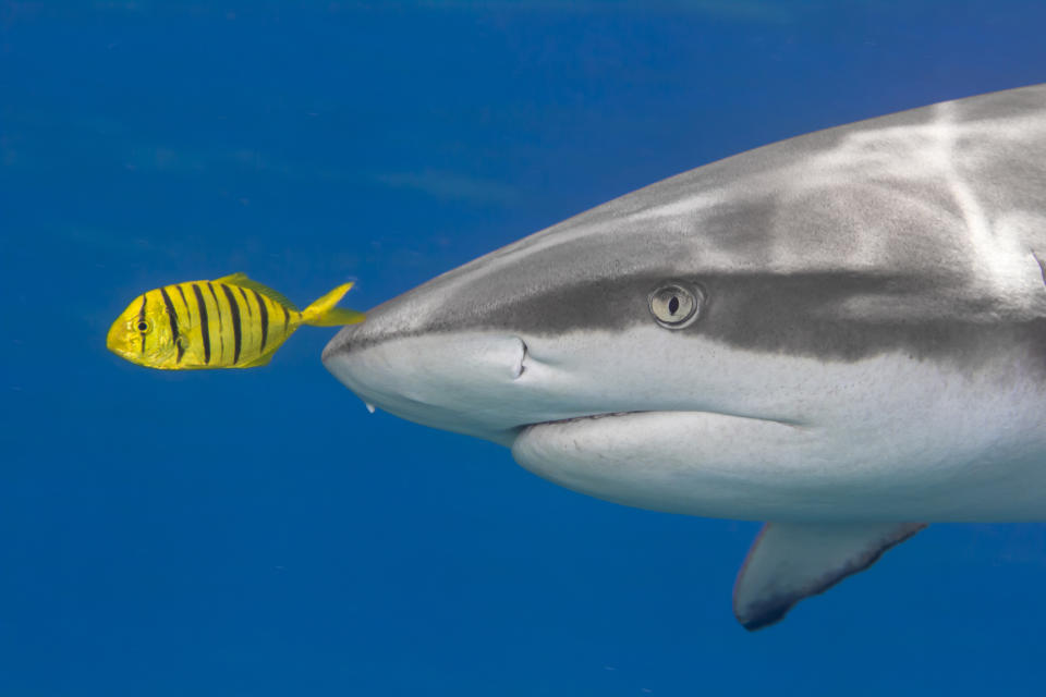 Juvenile golden trevally swims with gray reef shark